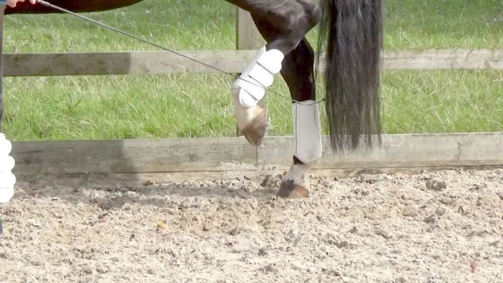 Autumn Jack 4 - Dynamic Hock Flexions