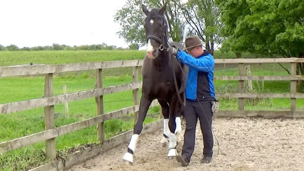 rein back