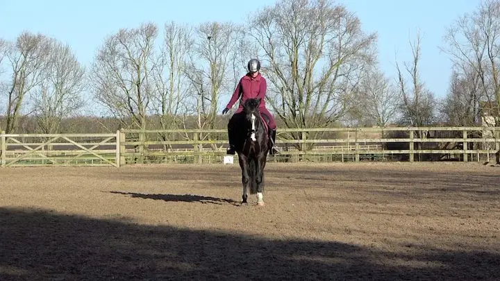 Novice Winter 5yo 1 - halt copy