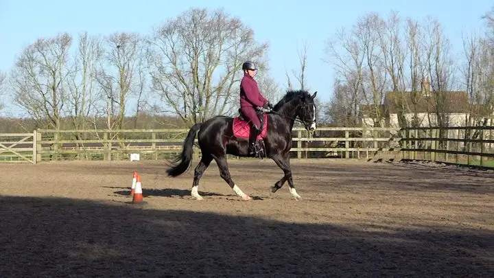 Novice Winter 5yo 2 - canter copy