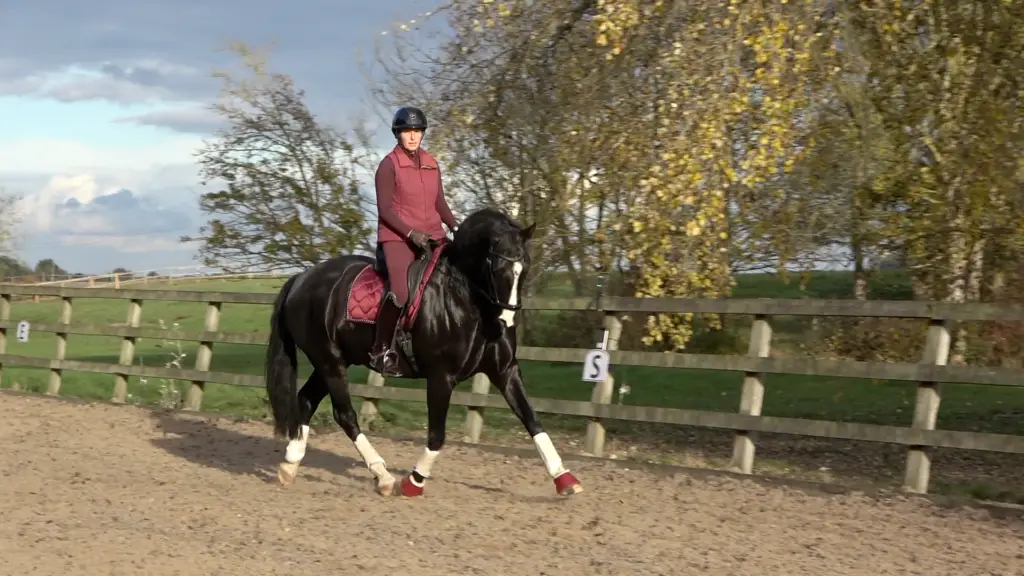 7yo Autumn 1 - trot circle right