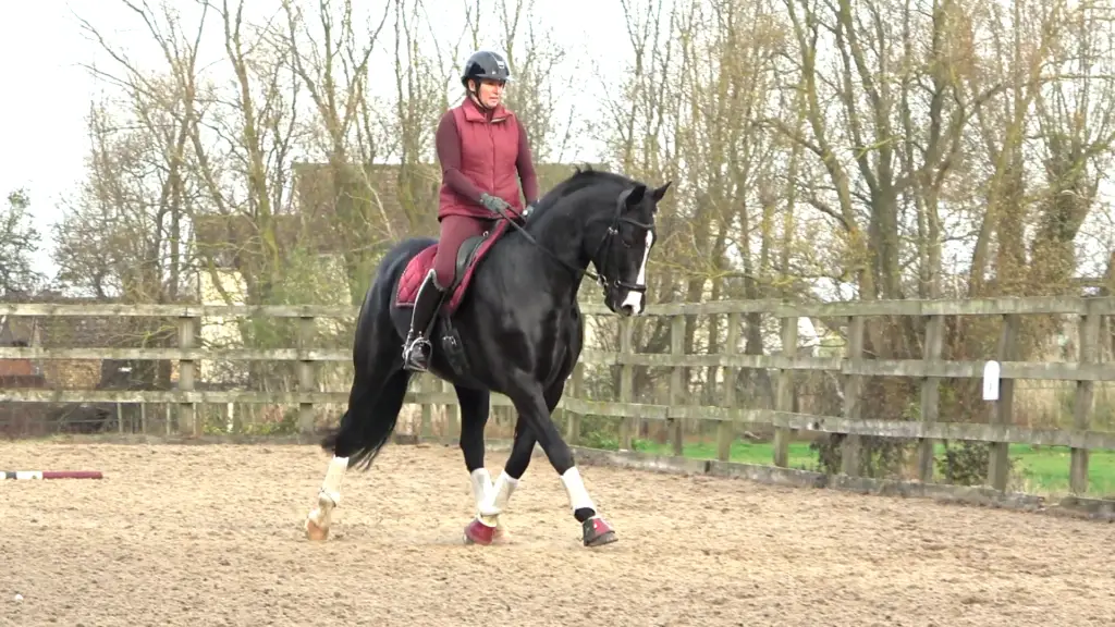 7yo Autumn 3 - HP trot *