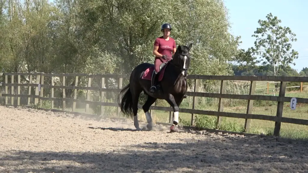 7yo Summer 2 thumb - trot trav right