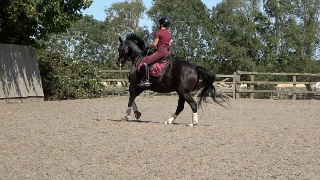 7yo Summer 3 thumb - coll canter right 2