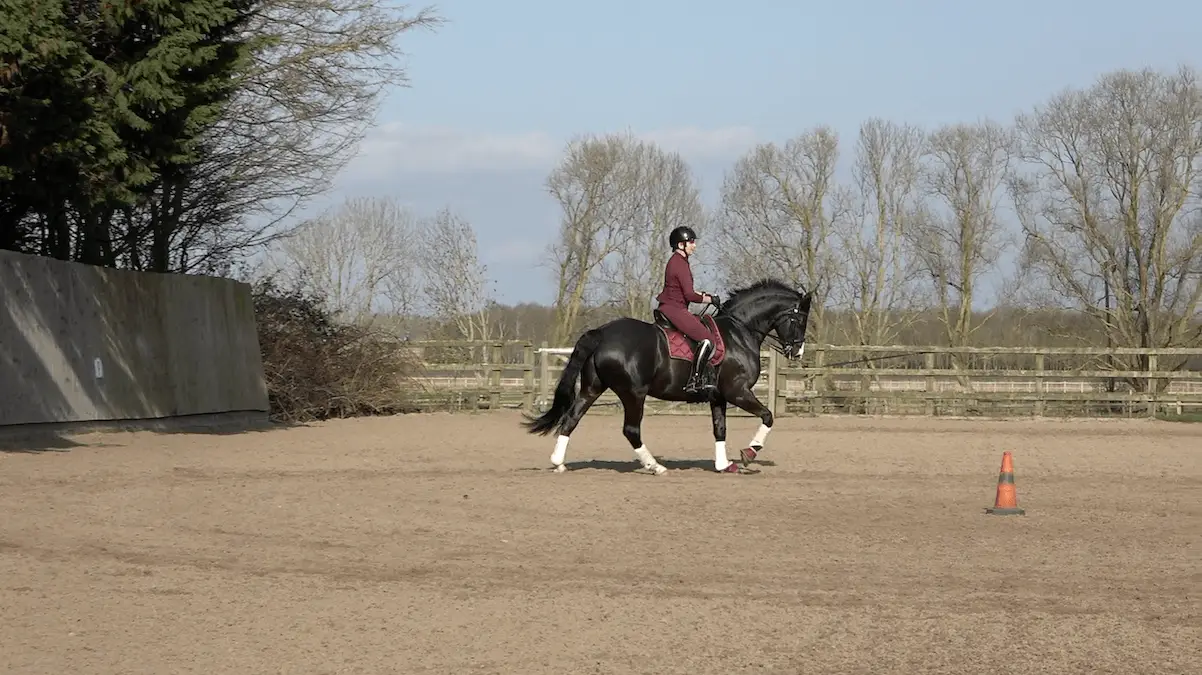 7yo Winter 1 canter right wide
